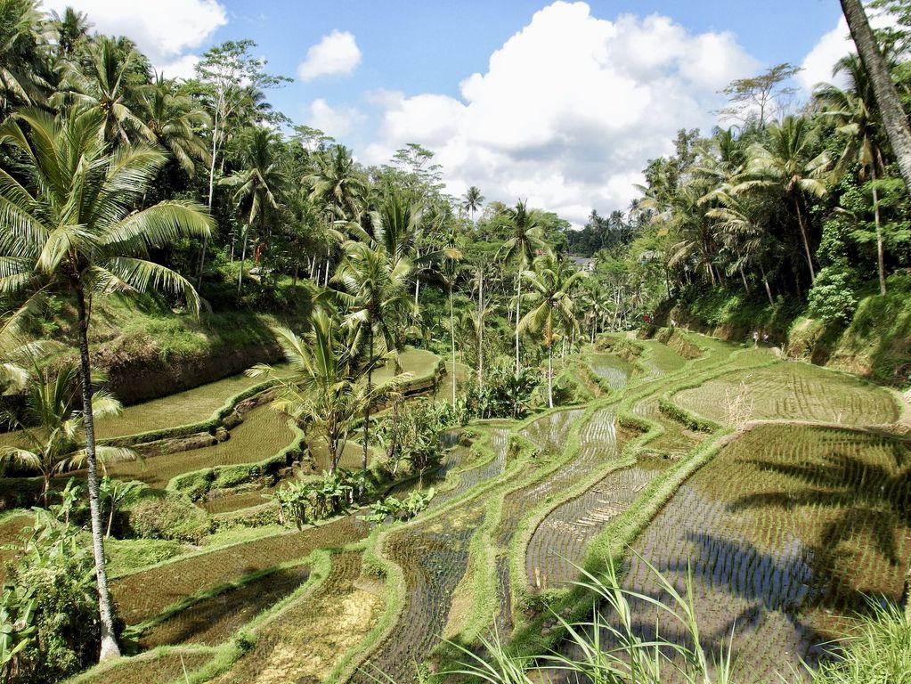 Rijstvelden Ubud Bali